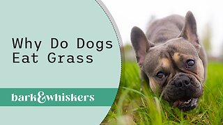 Why Do Dogs Eat Grass?