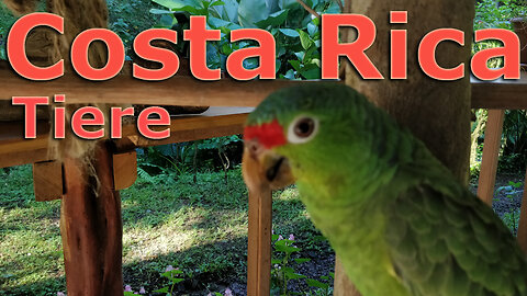 (032) Costa Rica sehenswert | Tiere in Mittelamerika - AUSWANDERN nach COSTA RICA