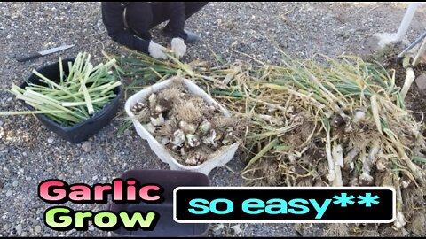 The members here are better off growing and eating a lot of garlic.👌👌😂😂