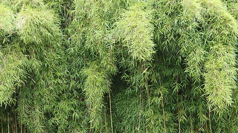 Ocoee Bamboo Farm - Bamboo Landscaper Supply- 407-777-4807