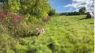 Running in the field