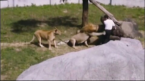 What happens when a fearless Lion attacks a zookeeper?