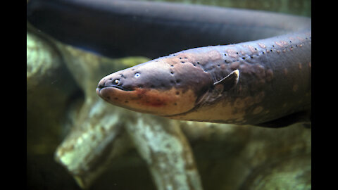 How To Survive an Electric Eel Attack