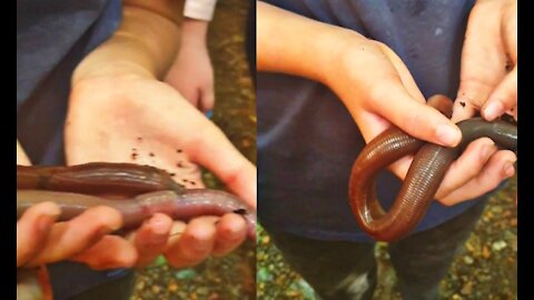giant earthworm found in Australia