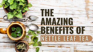 Discover The Amazing Benefits of Drinking Nettle Leaf Tea