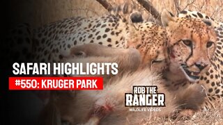 Safari Highlights #550: 18 & 19 August 2020 | Kruger National Park | Latest Wildlife Sightings