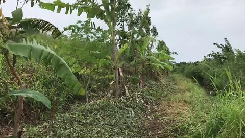 Linha de um SAF em padrão de plantio da Linha Chave com 20 meses