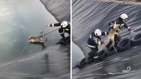 Firefighters rescue deer from a frozen reservoir