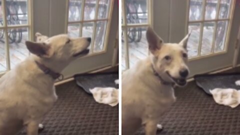 Deaf Dog Thinks He's Barking