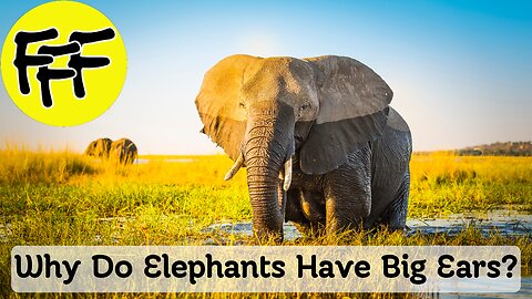 Why Do Elephants Have Bog Ears?