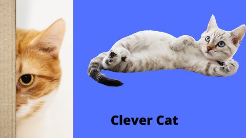 Cat is clever video - Cute cat funny videos
