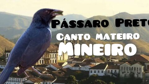 Pássaro Preto||CANTO MATEIRO MINEIRO !!!