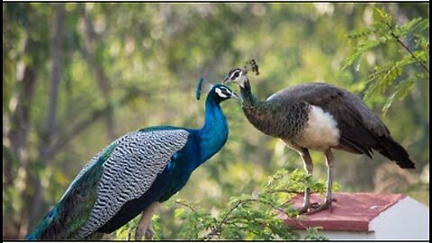 Peacock & Peahen Voice Sound Effects