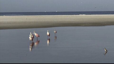 Roseate Spoonbills- 4K