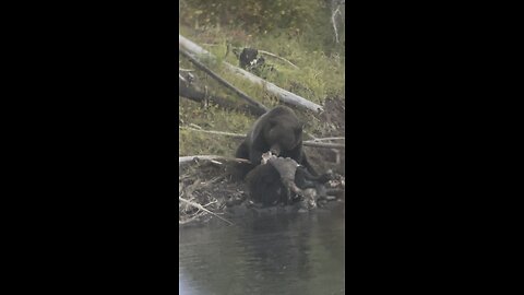 Bear eating bison | Yellow Stone NP | Food chain