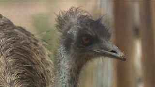 Emu family feud at Creative Acres Animal Sanctuary finds happy ending
