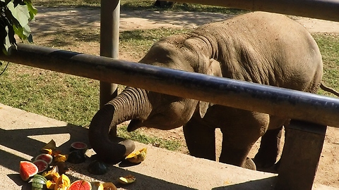 Watch This Precious Baby Elephant Enjoying His Favorite Snack.