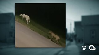 Dog pack attacks family leaving 2 hospitalized; dogs still on the loose