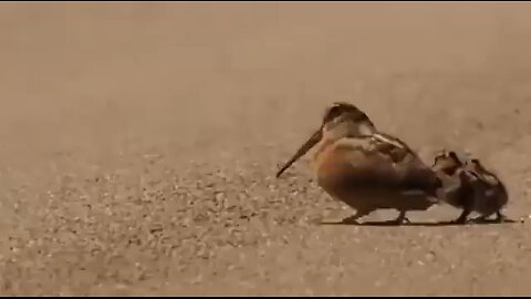 American woodcock showing some moves