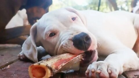 14 Week Old Dogo Argentino's First Raw Bone with the Pack After Off Leash Play [GUWD#9]