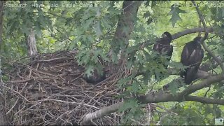 Hays juveniles H13 H14 H14 get a look at a Blue Jay visitor 2021 05 30 14:53