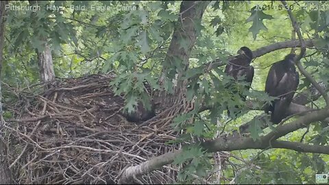 Hays juveniles H13 H14 H14 get a look at a Blue Jay visitor 2021 05 30 14:53