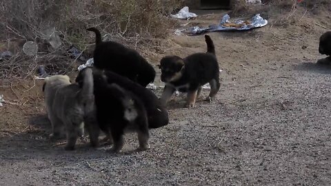 puppy feeding- 3