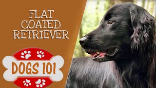 Dogs 101 - Flat Coated Retriever - Top Dog Facts About the Flat Coated Retriever