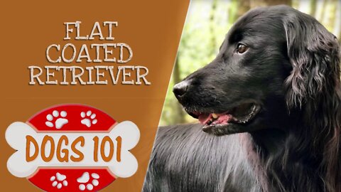 Dogs 101 - Flat Coated Retriever - Top Dog Facts About the Flat Coated Retriever