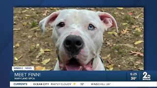 Finn the dog is up for adoption at the Maryland SPCA