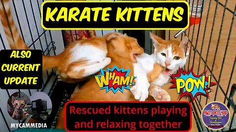 The karate kitten brothers - our cute and funny rescued kittens playing