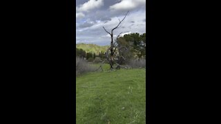 Overlooking Briones Regional Park