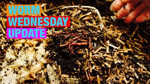 Worm Wednesday Update for original vermicompost bin.