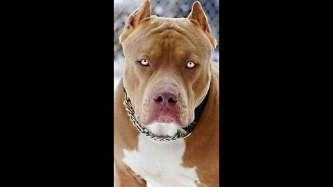 big_pitbull_🐕‍🦺🐕‍🦺barking❤️_❤️🐕‍🦺🔥__😳😘❤️#dog_#animals_#pet_blue pitbulls puppies, ,