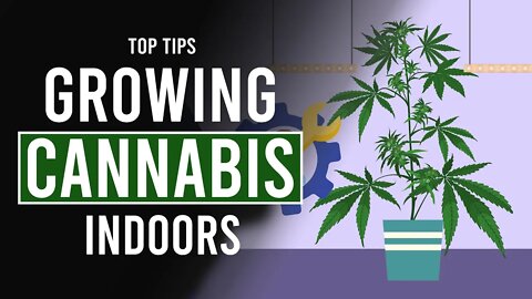 Growing CANNABIS Indoors: Top Tips