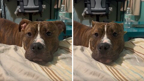 Sassy Pitbull Adorably Argues With Mom About A Mirror