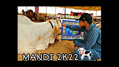 Mandi Special BakraEid 2022 | Asad Vlogs|