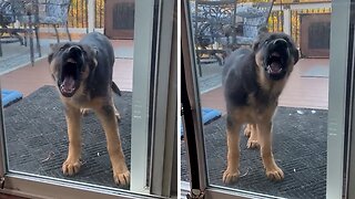 Puppy gets hilariously angry at glass door