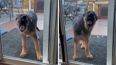 Puppy gets hilariously angry at glass door