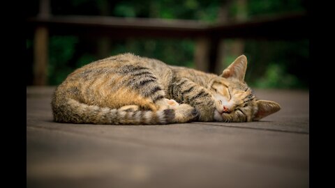 sleeping cat