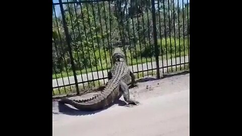 ‘Godzilla’ gator busts through iron fence with jaw-dropping ease!😳🐊👀