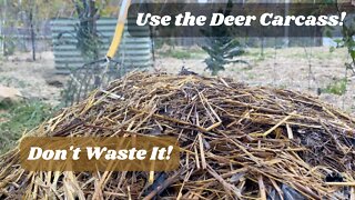 What We Do With A Deer Carcass & Chicken Aid Compost Update