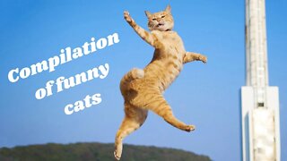 Compilation of funny cats │ Funny Internet Videos