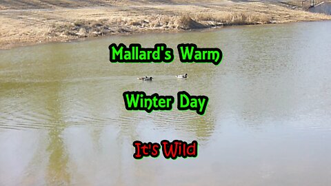 Mallard’s Warm Winter Day