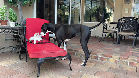 Funny Great Dane Resists Temptation To Pester Napping Cat - Let Sleeping Cats Lie