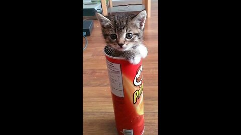 Cat in can