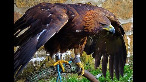 Golden eagle beaten by crow