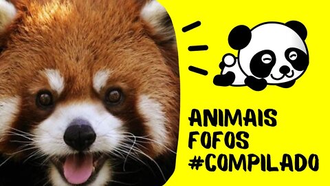 Animais Filhotes Fofos - Animais Muito Fofos! Vídeos Compilação Momentos Fofos Dos Animais