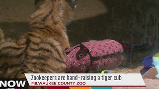 Milwaukee County zookeepers hand-raise tiger cub back to health