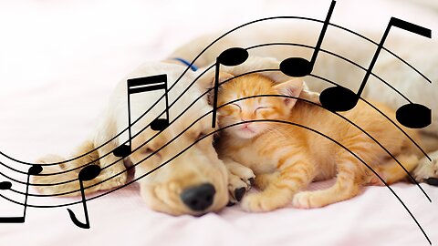 Relaxing Music to Sleep, Dogs and Cats, Therapy Pets, Therapy Dogs